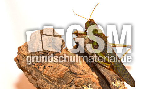 Südamerikanische Riesenheuschrecke_3.jpg